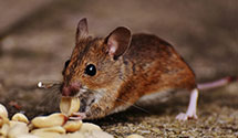 24 Hour & Emergency Exterminators in Northumberland, NH